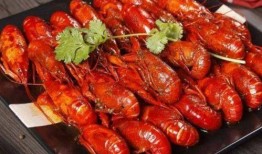 《龙虾》在线观看,一场关于爱情与自由的奇幻之旅