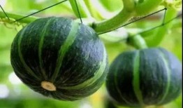 桐桐网红吃瓜,揭秘娱乐圈幕后真相