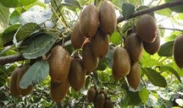 猕猴桃爆料新闻视频下载,视频爆料揭示行业秘密