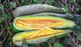 桐桐网红吃瓜,揭秘娱乐圈幕后真相