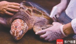 海龟爸爸爆料视频大全,揭秘幕后故事与精彩瞬间