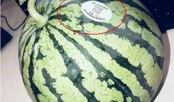 吃瓜网红叫什么,揭秘吃瓜网红的传奇故事