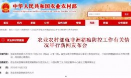 猪瘟最新爆料新闻发布会,新闻发布会揭露关键信息