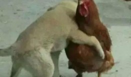 最新爆料鸡哥事件,最新爆料揭露惊人内幕