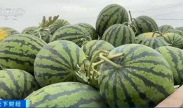 瓜爆料入口51cg吃瓜视频,揭秘娱乐圈最新瓜料，带你领略幕后风云